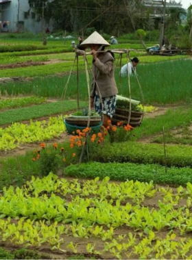 Visiting Tra Que Vegetable Village This image shows a traveler participating in farming activities at Tra Que Vegetable Village. The lush green fields stretch across the landscape, while locals cultivate organic produce. The image captures the essence of rural life in Vietnam, showcasing the village's charm and the authentic, hands-on farming experience for visitors.