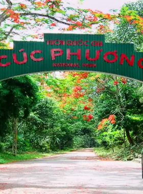 This image shows the lush green forests of Cuc Phuong National Park in Vietnam, with tall ancient trees, sunlight streaming through the canopy, and a peaceful walking trail that invites exploration. The image highlights the park's rich biodiversity, showcasing a tranquil environment perfect for nature lovers, photographers, and adventurers seeking to immerse themselves in Vietnam’s pristine wilderness.