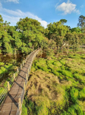 This image shows a peaceful trail in Cat Tien National Park, surrounded by dense tropical vegetation, showcasing the untouched beauty of Vietnam’s wildlife haven. It highlights the park's rich flora, inviting visitors to explore and discover its diverse species, including birds, gibbons, and other wildlife.