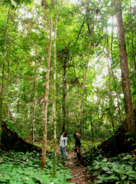 This image shows the lush greenery of Nam Cat Tien National Park, with dense forest canopies and a narrow walking trail. A group of hikers is seen exploring the trail, while wildlife like colorful birds and monkeys are visible in the trees. The untouched natural beauty of the park is evident, making it a paradise for nature lovers and adventure enthusiasts seeking a retreat into the wilderness.