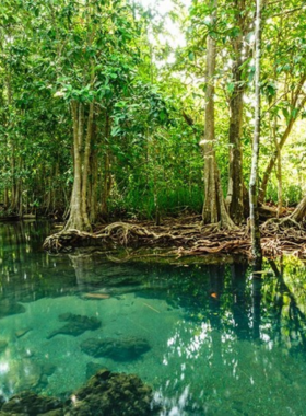 This image shows a serene boat ride through the Can Gio Mangrove Forest. The dense mangroves form a natural canopy, with narrow water channels weaving through the greenery. Wildlife such as monkeys can be seen perched on the trees, adding a touch of adventure to the scene. The peaceful surroundings highlight the forest's unique ecosystem and its appeal to nature enthusiasts and wildlife lovers seeking tranquility and exploration.