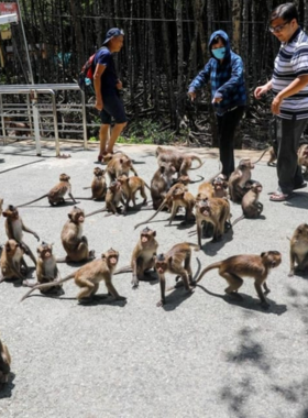 This image shows a playful scene on Monkey Island, where monkeys roam freely among the lush greenery. The tropical island setting, with its dense trees and peaceful rivers, offers a perfect backdrop for wildlife photography. The monkeys’ candid antics make for unique and lively shots, showcasing their natural behavior in a beautiful environment. It’s a great spot for photographers to capture the fun, wild side of nature and the beauty of Vietnam’s wildlife.