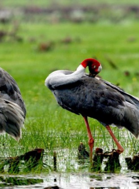 This image shows the Tan Son Nhat Bird Sanctuary, a peaceful place outside Ho Chi Minh City, where a variety of birds roam freely among lush greenery. The sanctuary offers a perfect environment for birdwatching and wildlife photography, with its calming sounds and vibrant birdlife. Photographers can capture beautiful shots of the birds in their natural habitat, surrounded by the serene beauty of the sanctuary. It’s a great spot to escape the city and immerse yourself in nature.