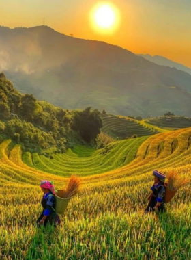 This image shows the vibrant green and golden hues of the Phu Bai Rice Fields during harvest season. Farmers are seen working in the fields, adding a touch of authenticity to the rural landscape. Water buffaloes graze nearby, completing the picturesque countryside scene. The image captures the charm of Vietnam’s rural life, showcasing the peaceful and timeless beauty of the rice fields. It is a perfect spot for photography and experiencing the local culture of Hue.