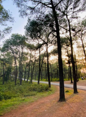 This image shows Thien An Hill, covered with tall, graceful pine trees. The sunlight filters through the leaves, creating dappled shadows on the forest floor. The peaceful atmosphere of the hill and pine forest is perfect for a relaxing getaway. Whether you’re hiking through the forest or capturing the tranquil scenery, this spot offers a perfect escape into nature. The image reflects the calm and serene beauty of Thien An Hill, making it an ideal place for nature lovers and photographers.