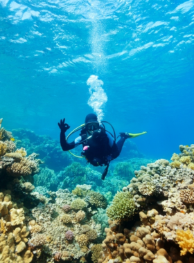 This image shows divers exploring the coral reefs off the coast of Da Nang, Vietnam. The clear waters and rich marine life make Da Nang an excellent location for scuba diving. Divers are seen swimming amidst vibrant corals and schools of fish, enjoying the underwater world. The image captures the beauty of the underwater ecosystem, showcasing the marine life and the tranquility of the sea, making diving in Da Nang an unforgettable experience for underwater enthusiasts.