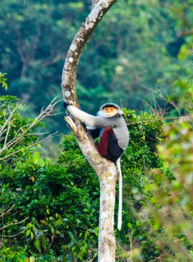 This image shows the lush forests of Son Tra Peninsula, also known as Monkey Mountain, which is home to rare red-shanked douc langurs. The image captures the stunning scenery, with dense green trees and panoramic ocean views. Visitors can explore the scenic hiking trails and visit the Linh Ung Pagoda. This peaceful paradise offers a mix of nature and wildlife, making it an ideal destination for nature lovers and adventurers seeking a serene and tranquil experience away from the city.