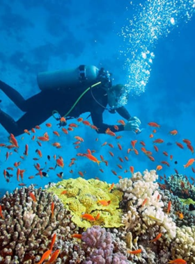 This image shows an underwater view of Blue Coral Diving at the Cham Islands near Hoi An. Colorful corals and schools of fish create a vibrant and lively underwater scene. A scuba diver is exploring the coral reef, fully immersed in the magical marine ecosystem. The crystal-clear waters highlight the diverse sea life, making this spot a dream for snorkelers and divers. Blue Coral Diving is a must-visit for adventure enthusiasts who love marine exploration.