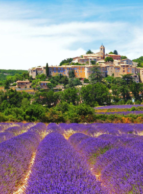 This image shows the vibrant lavender fields of Provence, France, in full bloom under a clear summer sky. Rows of fragrant purple flowers stretch endlessly into the horizon, creating a peaceful and picturesque setting. Visitors explore the fields, take photographs, and enjoy the soothing aroma that fills the air.