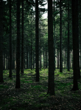 This image shows the serene Black Forest (Schwarzwald), with its dense forests, charming villages, and hiking trails. Known for its natural beauty, the Black Forest offers a perfect escape for outdoor enthusiasts. Whether you enjoy leisurely walks, challenging hikes, or cycling, the area provides a peaceful retreat. The region is also famous for its traditional cuckoo clocks, making it a great place to pick up a unique souvenir while immersing yourself in nature.