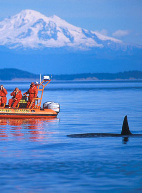 This image shows a majestic orca whale leaping out of the ocean waters during a whale-watching tour in Vancouver. The deep blue sea reflects the sky as boats filled with tourists watch in awe. British Columbia’s waters are home to orcas, humpback whales, and gray whales, making it a top location for marine wildlife spotting. The surrounding landscape features rocky shores and distant mountains. Visitors can also see playful sea lions and dolphins swimming alongside the boats, creating an unforgettable nature experience.