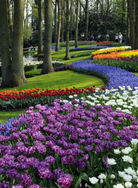 This image shows a vibrant field of colorful tulips at Keukenhof Gardens, one of the largest flower gardens in the world, located in Lisse, Netherlands. Visitors flock to the gardens during spring to see the incredible variety of tulips and other flowers in full bloom. The image captures the breathtaking beauty and natural splendor of the park, where every flowerbed is meticulously arranged, creating a spectacular sight for nature lovers and photography enthusiasts.