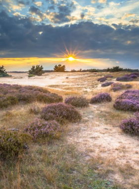 This image shows a scenic view of Hoge Veluwe National Park, one of the largest nature reserves in the Netherlands. The park features diverse landscapes, from dense forests to open heathlands, making it a haven for nature lovers. The park also houses the Kröller-Müller Museum, which displays works by Vincent van Gogh. The image showcases the natural beauty and peaceful atmosphere of the park, with visitors enjoying the lush green environment and wildlife that call the park home.