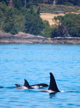 This image shows a boat tour in Vancouver’s waters, where people are spotting majestic orcas and humpback whales. A whale is breaching the surface, creating an exciting moment for onlookers. The blue ocean stretches into the distance, with Vancouver’s coastline visible. Seagulls and other marine wildlife add to the scene. Whale watching is a thrilling experience, offering visitors a rare chance to witness marine life up close in their natural habitat.