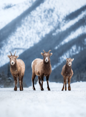 This image shows wildlife in Banff National Park, where visitors can spot various animals in their natural habitat. Animals like elk, bighorn sheep, and mule deer roam freely in the park, adding to the area's charm. Wildlife watching is best done early in the morning or late in the evening when animals are most active. This image shows that Banff is a fantastic destination for wildlife enthusiasts, offering the chance to observe majestic creatures in their pristine environment.