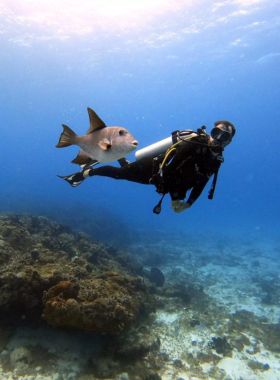 This image shows Roctopus Dive, a popular diving center in Koh Tao known for its personalized training and exciting underwater tours. The center is equipped with experienced instructors and a lively atmosphere, making it a favorite among divers. It offers opportunities to explore the rich marine life in a safe and fun environment.