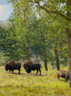 This image shows the wildlife in Elk Island National Park, just outside Edmonton. The park is home to herds of bison, elk, and other wildlife, offering a unique opportunity to observe these animals in their natural habitat. The park is a tranquil place for outdoor activities like hiking, wildlife viewing, and canoeing. It’s a great location for nature lovers who want to experience the beauty and peace of the Canadian wilderness."