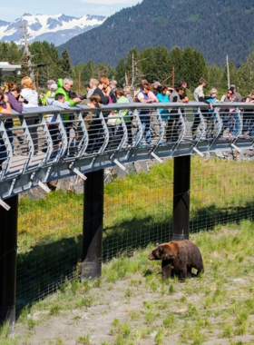 This image shows that the Alaska Wildlife Conservation Center is a sanctuary for Alaska’s native wildlife, including bears, moose, and bison. The photograph highlights the stunning landscape of the center, with animals roaming freely in a natural environment. The center focuses on wildlife conservation and provides visitors with an opportunity to learn about the diverse species of Alaska. It's an ideal place for wildlife enthusiasts and families looking to get up close with Alaskan animals in a safe and educational setting.