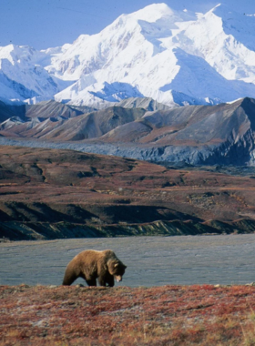 This image shows that Denali National Park is a vast and breathtaking natural area in Alaska, with towering mountains, glaciers, and an abundance of wildlife. The park is home to Denali, the highest peak in North America, and offers stunning views of the surrounding landscapes. Visitors can enjoy hiking, wildlife watching, and photography. The park’s beauty and scale are captured in this image, showcasing its remote, rugged wilderness that attracts outdoor enthusiasts and adventurers from around the world.