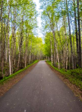 This image shows that Earthquake Park in Anchorage is a unique historical site where visitors can learn about the 1964 earthquake that reshaped the landscape. The image captures the dramatic changes caused by the earthquake, including areas of shifting ground. Visitors walk along scenic trails while reflecting on the historical significance of the location. The park is both educational and beautiful, offering stunning views of the Turnagain Arm while telling the story of one of Alaska’s most powerful natural disasters.