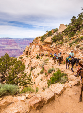 This image shows visitors riding mules along the Grand Canyon’s trails, offering a unique way to explore the canyon. The mule ride provides a slower-paced and guided experience through the canyon, allowing riders to take in the surrounding beauty at a relaxed pace. It’s a fantastic opportunity to explore the rugged terrain and gain insight from knowledgeable guides while riding these sturdy animals that have long been a part of Grand Canyon history.