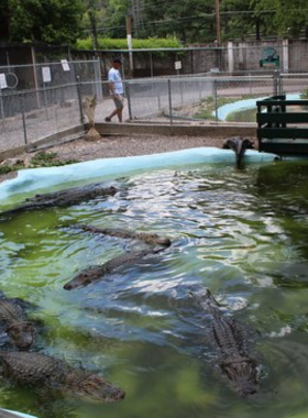 This image shows visitors interacting with animals at the Arkansas Alligator Farm & Petting Zoo in Hot Springs. The farm features a variety of animals, including alligators, goats, and other wildlife. Families and visitors can feed the animals and learn more about them in a fun, educational setting. This image captures the excitement of feeding animals and enjoying the lively atmosphere, making it a great spot for families and animal lovers to visit while in Hot Springs, Arkansas.