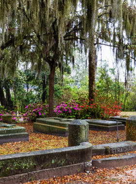 This image shows the hauntingly beautiful Bonaventure Cemetery, with moss-covered trees hanging over intricate sculptures and gravestones. The serene atmosphere is perfect for those seeking tranquility or reflection. It’s more than just a cemetery; it’s a historical and artistic site where visitors can appreciate the beauty of nature, art, and history in one place. The peaceful landscape makes it a top spot to visit in Savannah.