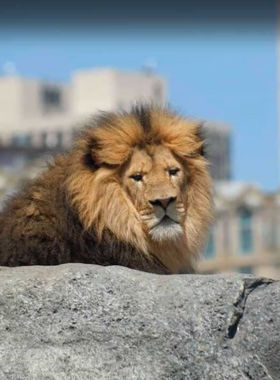 A lion resting in its enclosure at Lincoln Park Zoo, with visitors admiring the animal from a safe distance.