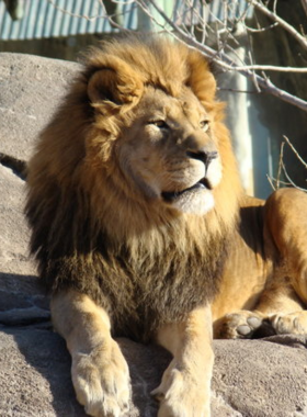 This image shows the Wichita Sedgwick County Zoo, a popular destination in Wichita, Kansas, featuring over 3,000 animals from around the world. Visitors can experience animal exhibits, wildlife conservation efforts, and educational programs. The zoo has various interactive exhibits where families and children can engage with nature, from giraffes and rhinos to lions and more. The zoo is a must-visit for animal lovers and a perfect family outing destination.

