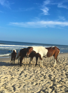 "This image shows the wild horses roaming freely on Assateague Island, part of the National Seashore. The horses are seen grazing along the beautiful coastline, surrounded by sand dunes and salt marshes. Visitors can observe the wildlife from a distance, maintaining the area’s natural beauty and serenity. Assateague Island offers a unique natural experience, with pristine beaches, hiking trails, and abundant birdlife, making it a must-visit destination for nature lovers and wildlife enthusiasts."