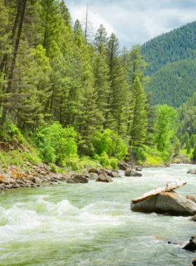 This image shows a breathtaking view of Gallatin Canyon with a winding highway cutting through towering rock cliffs and dense pine forests. The Gallatin River flows beside the road, its clear waters reflecting the sunlight. A car is seen driving along the road, showcasing the scenic beauty of the journey. The background consists of rugged mountain peaks, and patches of wildflowers add color to the roadside, making the landscape look pristine and untouched.