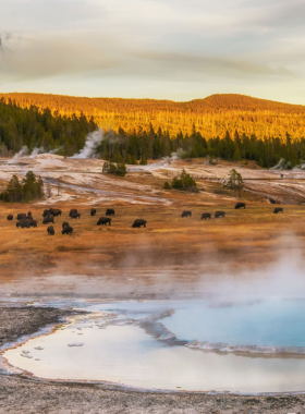 This image shows the Grand Prismatic Spring in Yellowstone National Park. The vibrant blue, green, and orange colors of the hot spring stand out against the barren geothermal landscape. A wooden boardwalk winds around the spring, where tourists are taking photos. Steam rises from the surface, creating a mystical effect. In the distance, rolling hills and pine forests stretch toward the horizon.