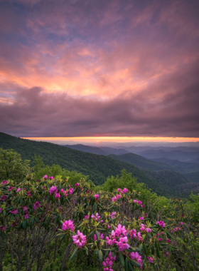 This image shows a beautiful hiking trail at Craggy Gardens, lined with blooming pink and purple rhododendrons. The rugged mountain terrain is covered in greenery, leading up to a scenic overlook that provides a stunning view of the rolling Blue Ridge Mountains. The clear sky and fresh mountain air make this spot a perfect destination for nature lovers and outdoor enthusiasts.