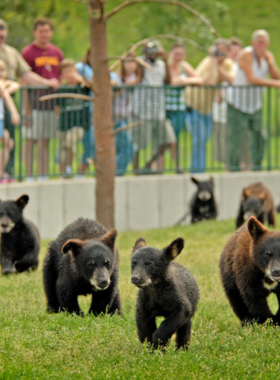 This image shows a group of black bears roaming freely at Bear Country USA, a drive-through wildlife park near Rapid City. A car is parked on the road, allowing visitors to observe the bears up close from their vehicles. The natural surroundings include grassy fields, trees, and a peaceful lake where other animals, such as elk and wolves, can be seen. The scene captures the thrill of encountering wildlife in a safe and immersive environment.